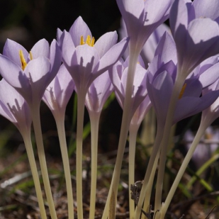 Crocus goulymyi